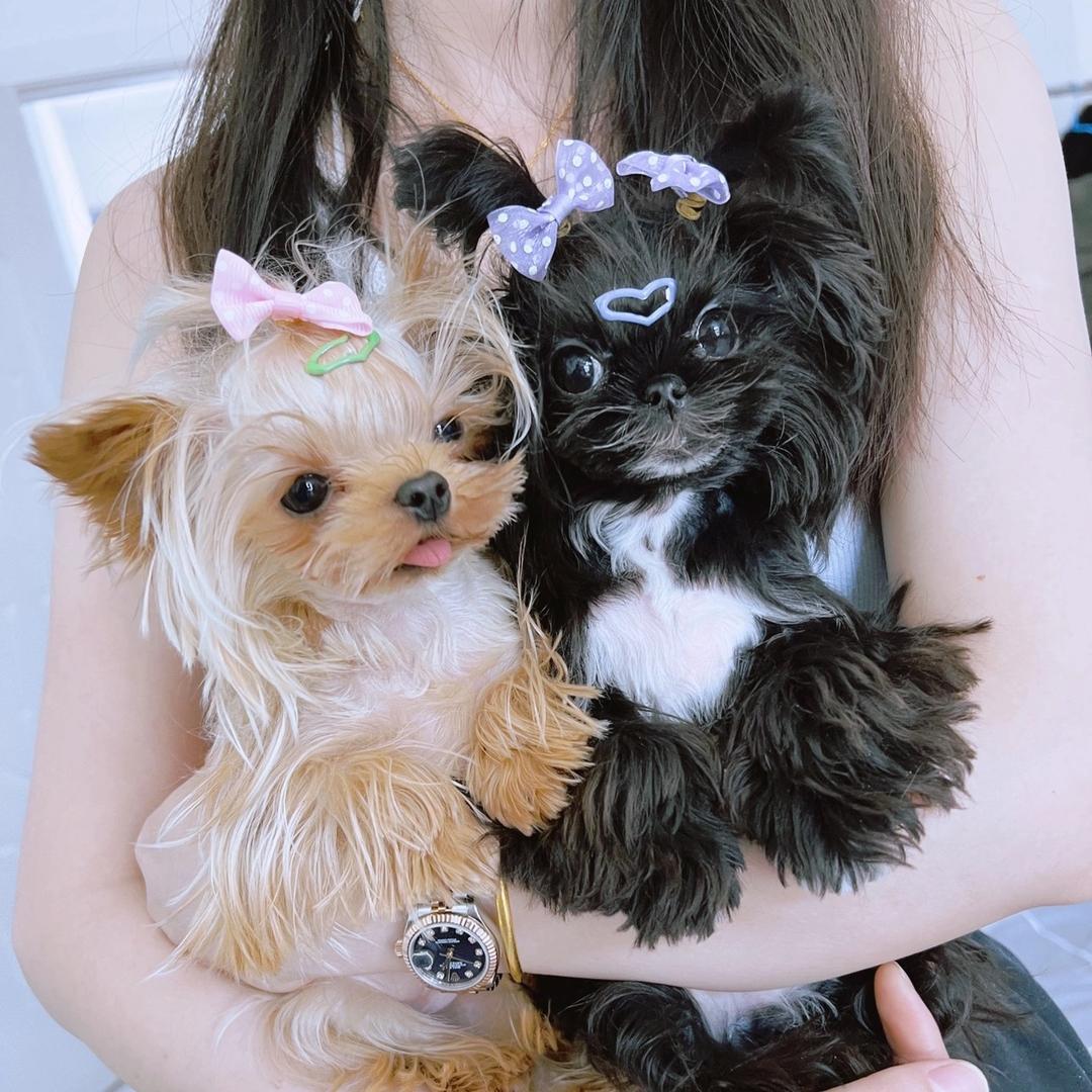 ✨小景家的超级萌宠 【种公借配】🐶