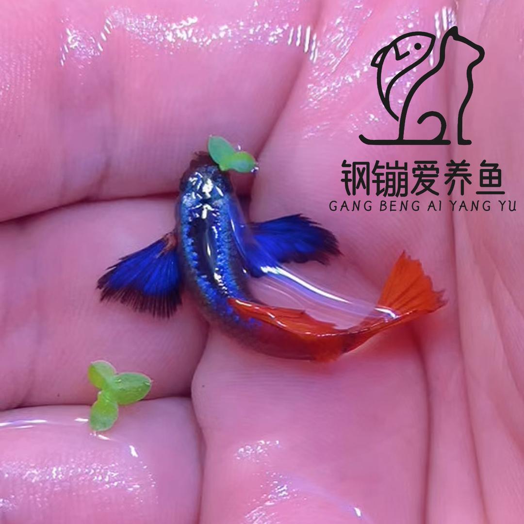 钢镚爱养鱼