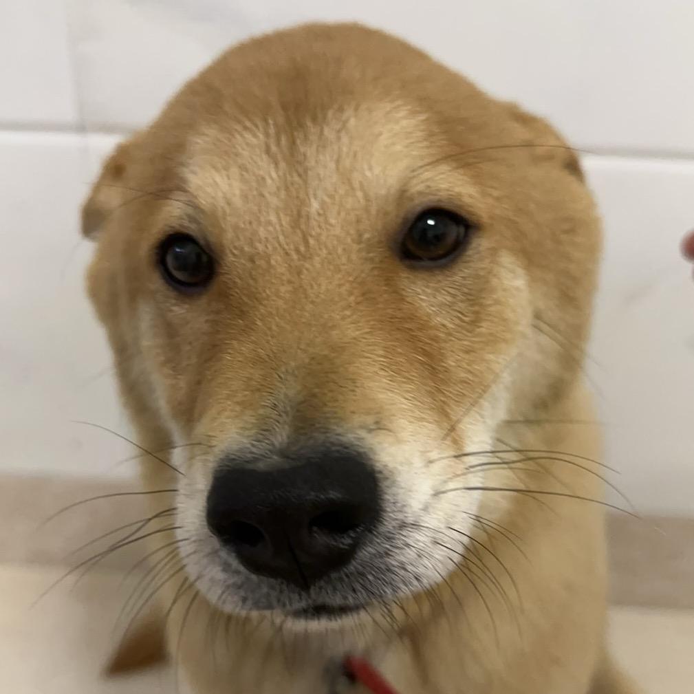 狗蛋日记