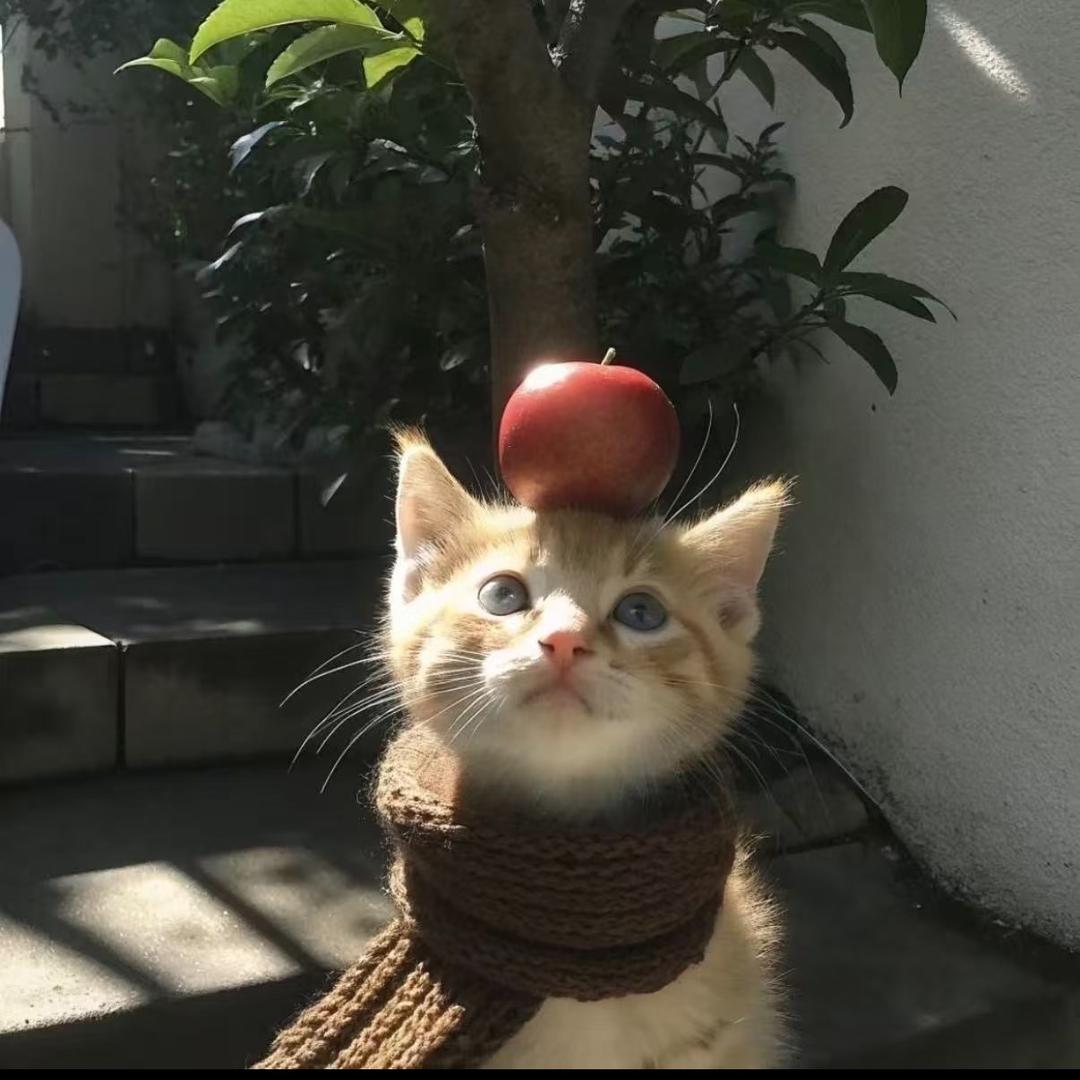 不知浪漫的小猪