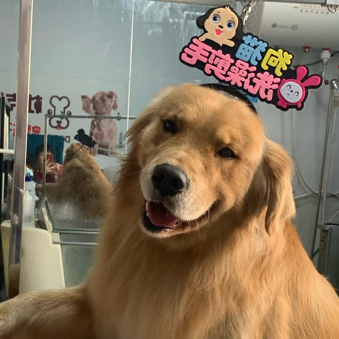 杜克斯宠物老板姐