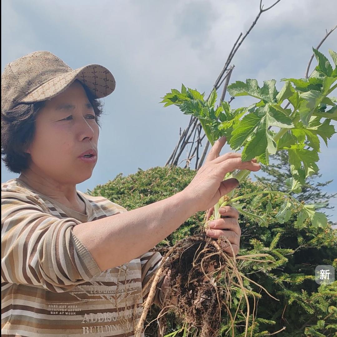 马玉霞木耳种植户