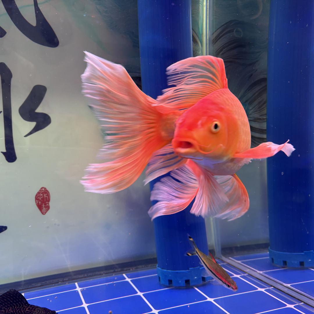 渔晟蝴蝶鲤养殖基地