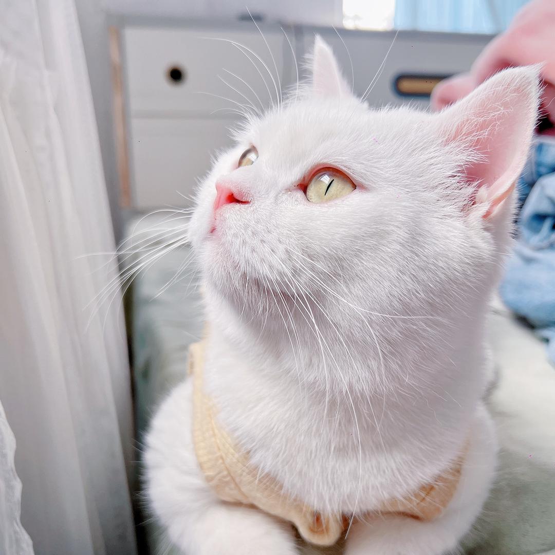 晒太阳的猫