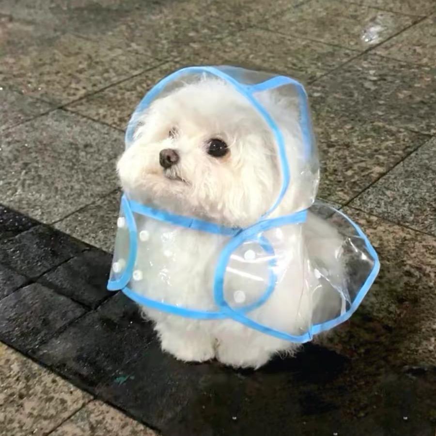 🐾头像