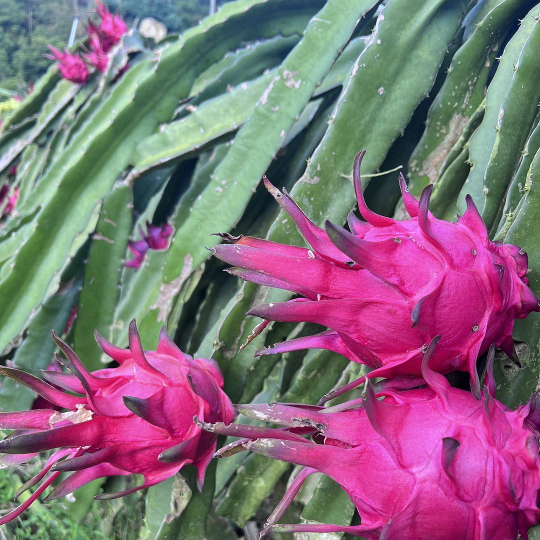 一花一果水果店
