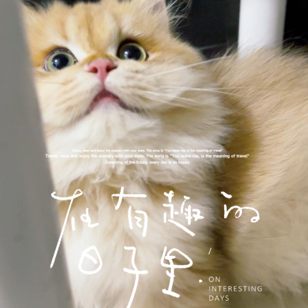 大壮金渐层猫舍