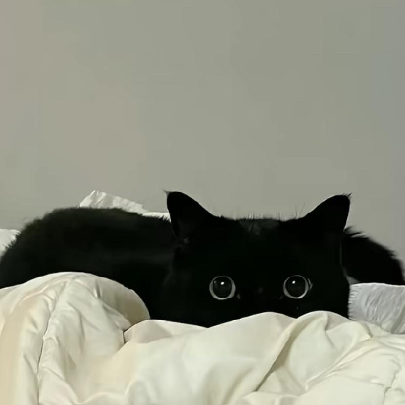 小黑猫🐈‍⬛