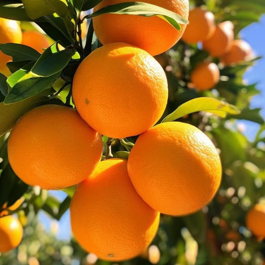 赣南脐橙明日达🍊