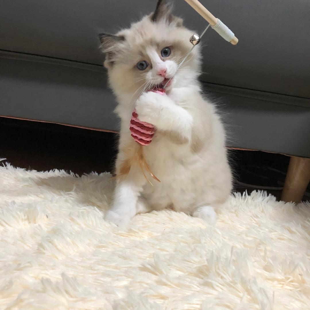 魔丸的日常生活
