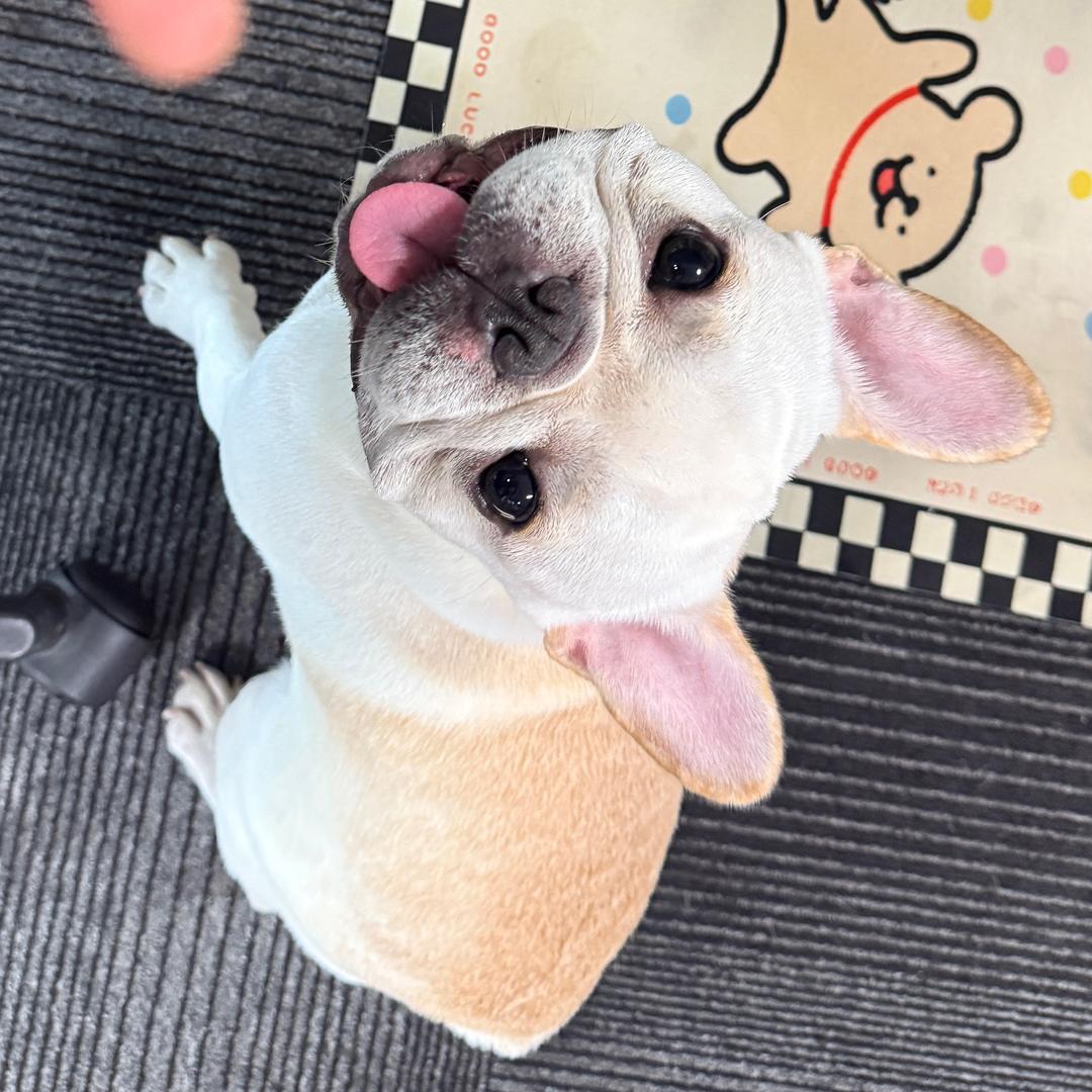 麦兜🐷日记📔