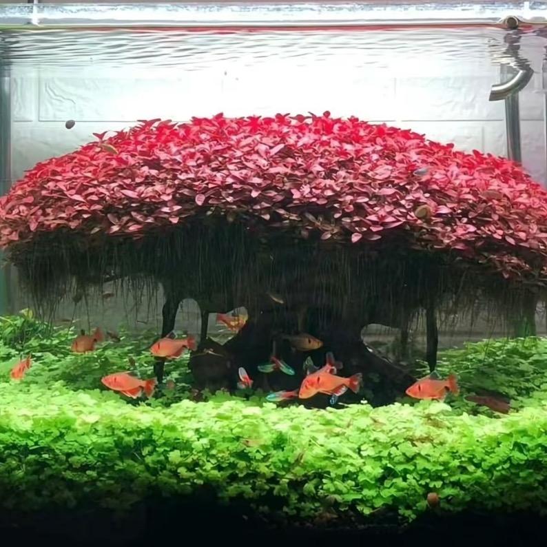 草语水景