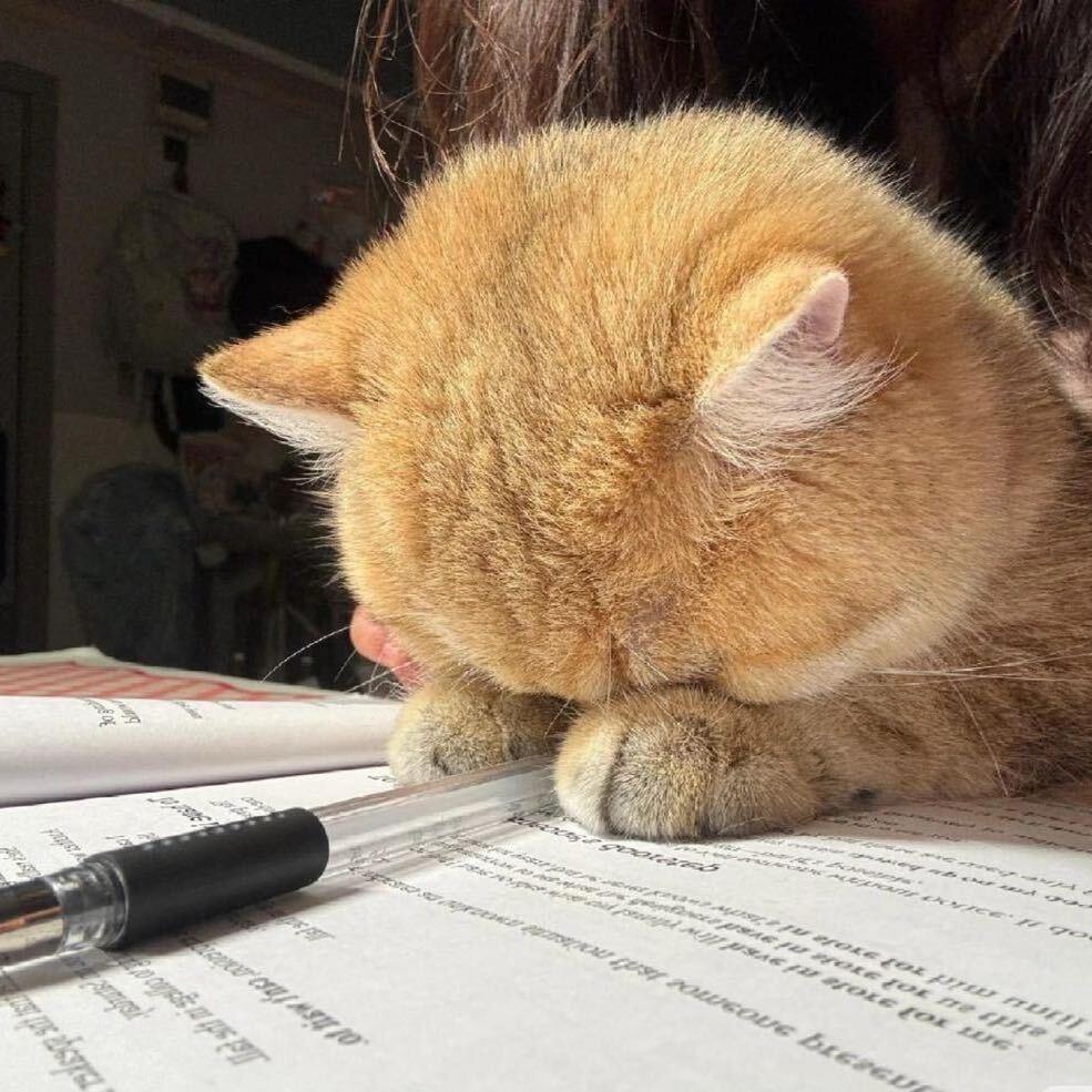 彗心星.（见过张杰版）