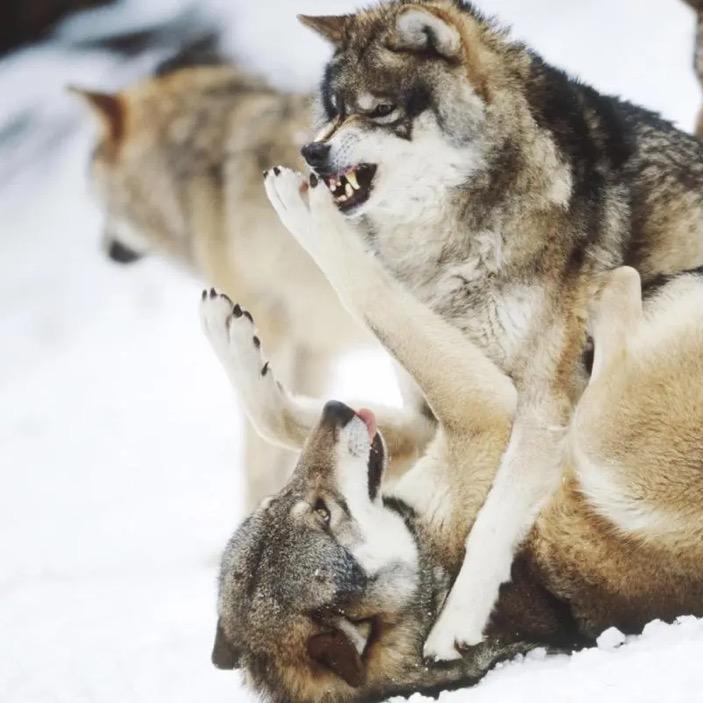 自在的积极的明月清风