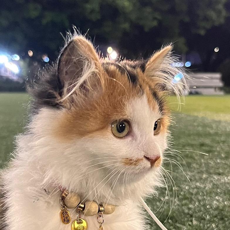 小猫双河
