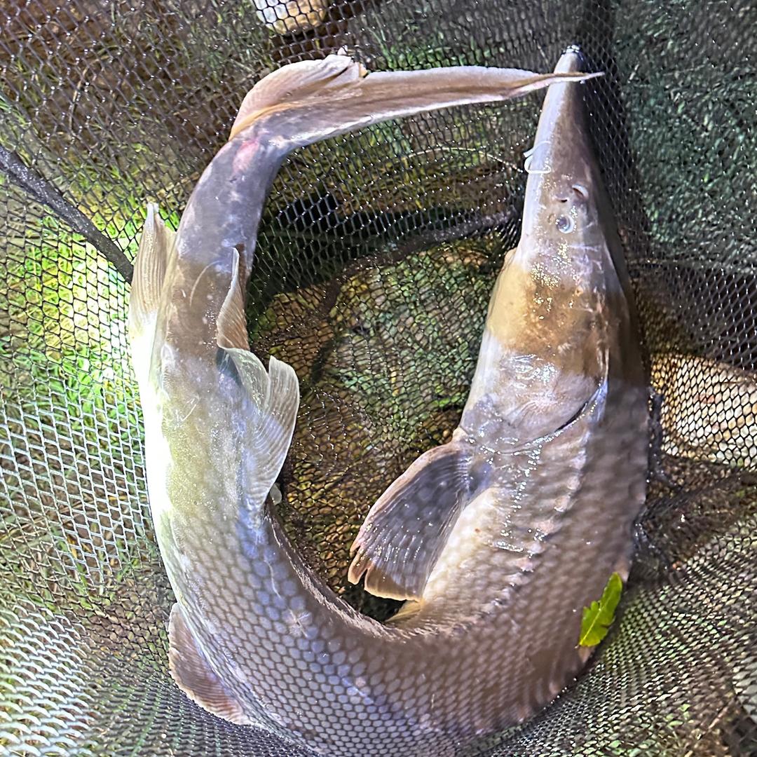 🇨🇳钓钓畅垂钓俱乐部🎣