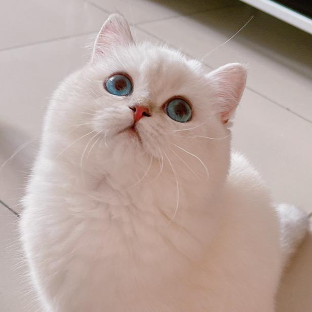 Luococo洛可可2号