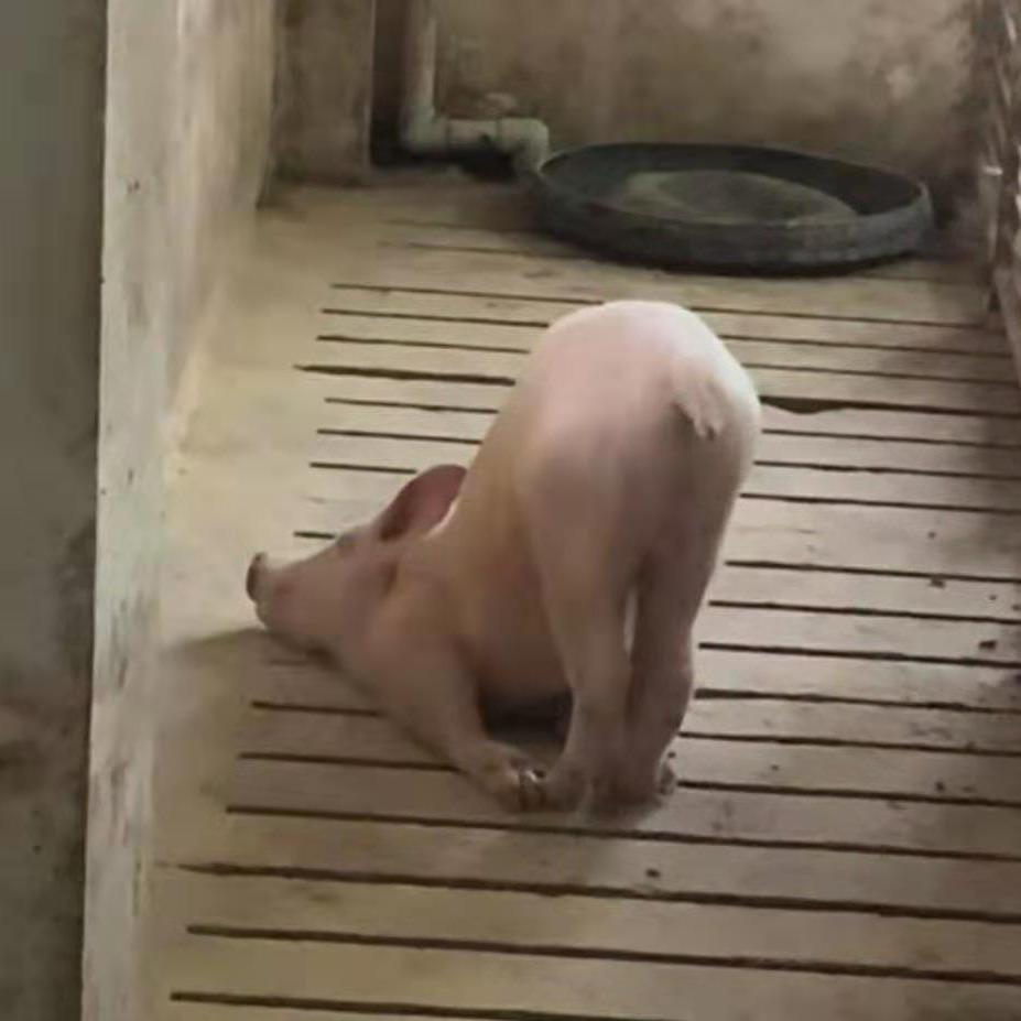 小猪屁屁