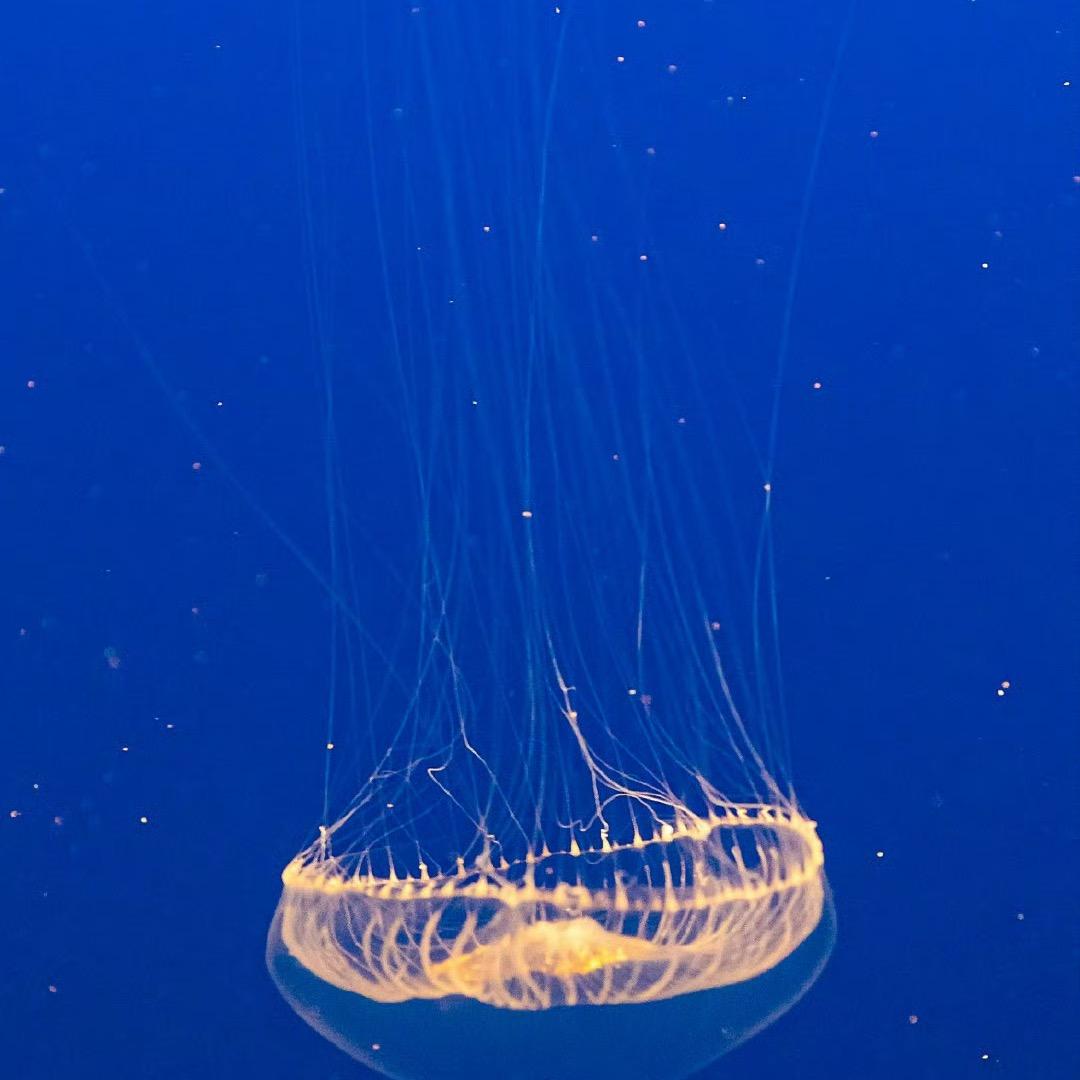 说实话我也没招