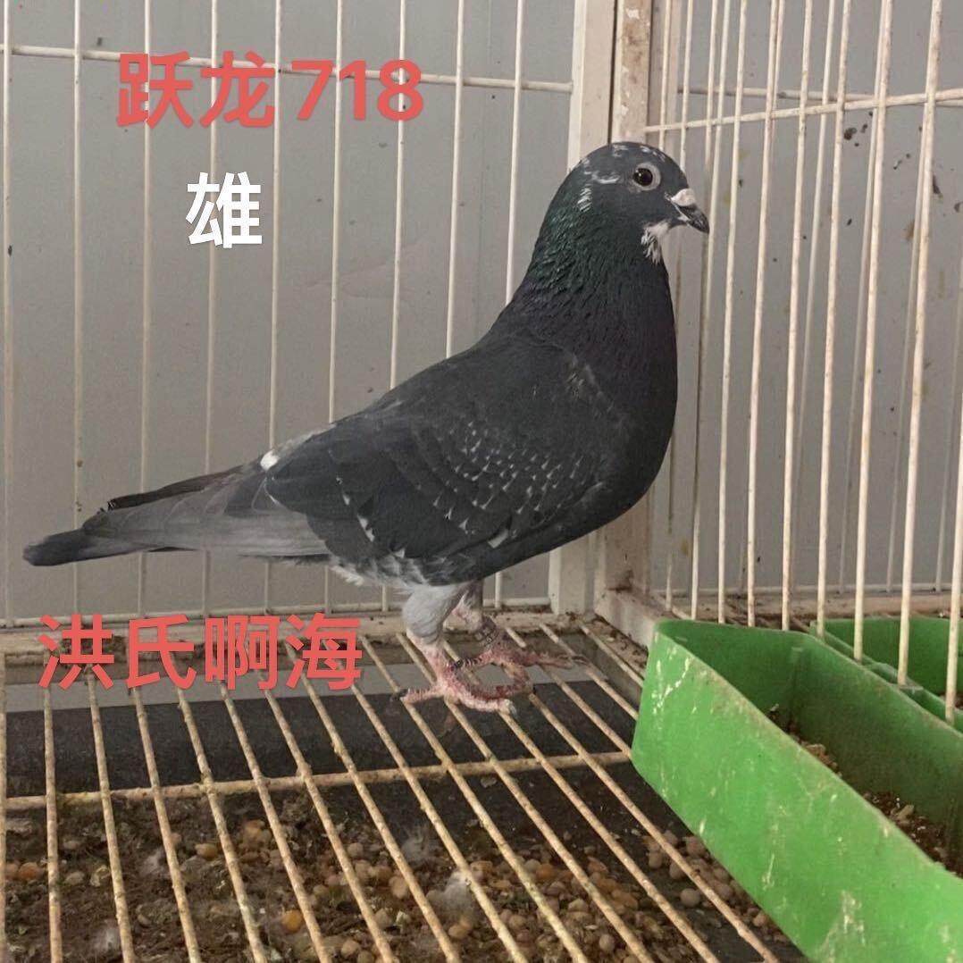 洪氏啊海，杨啊腾幕利门跃龙银鱼特种殖户
