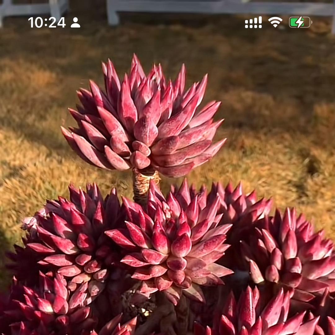 花希多肉园艺基地