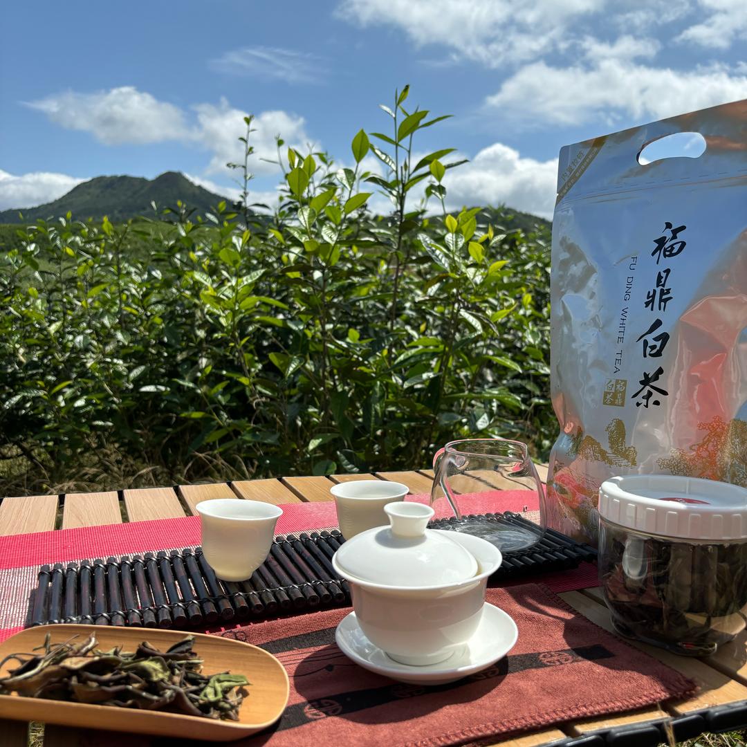 福鼎有机白茶