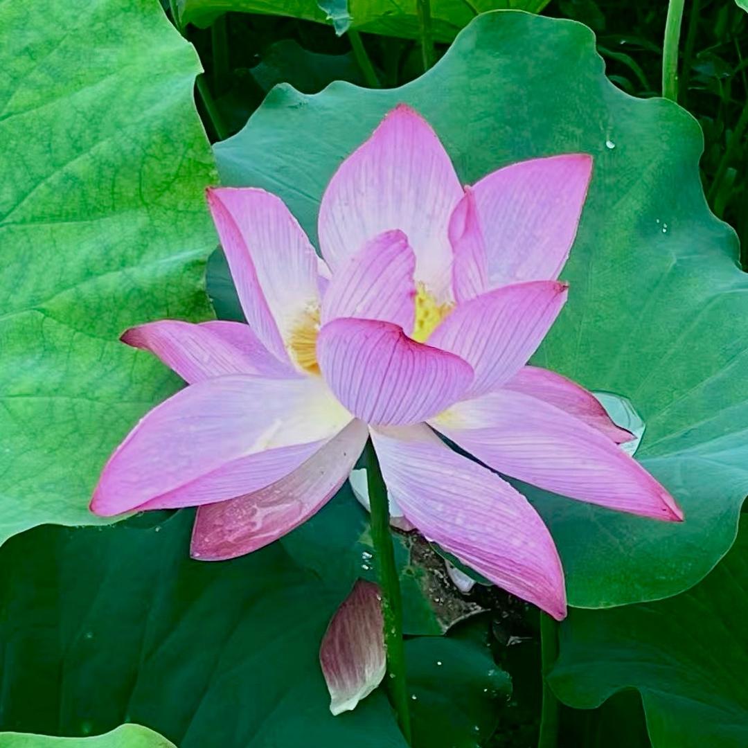 梵歌168