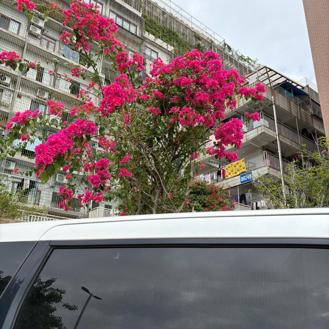 向远菊