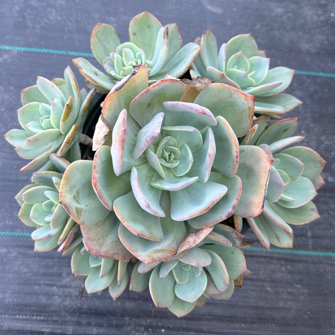 桂林市七星区美好花卉销售坊1