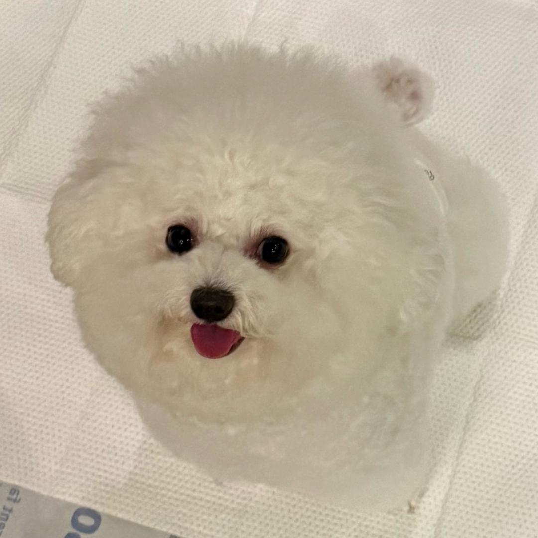 Qdi小狗头宠物尿垫