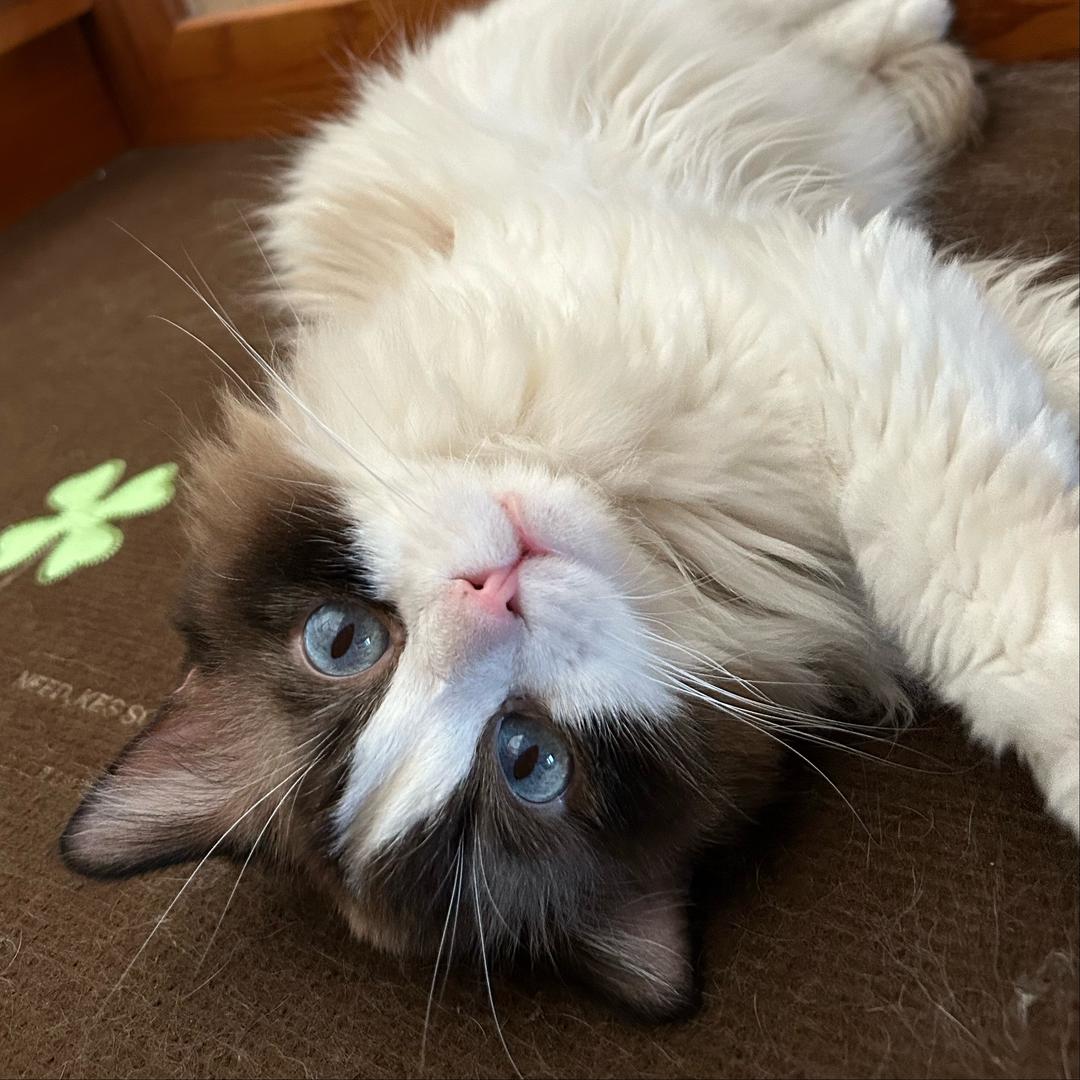 猫咪
