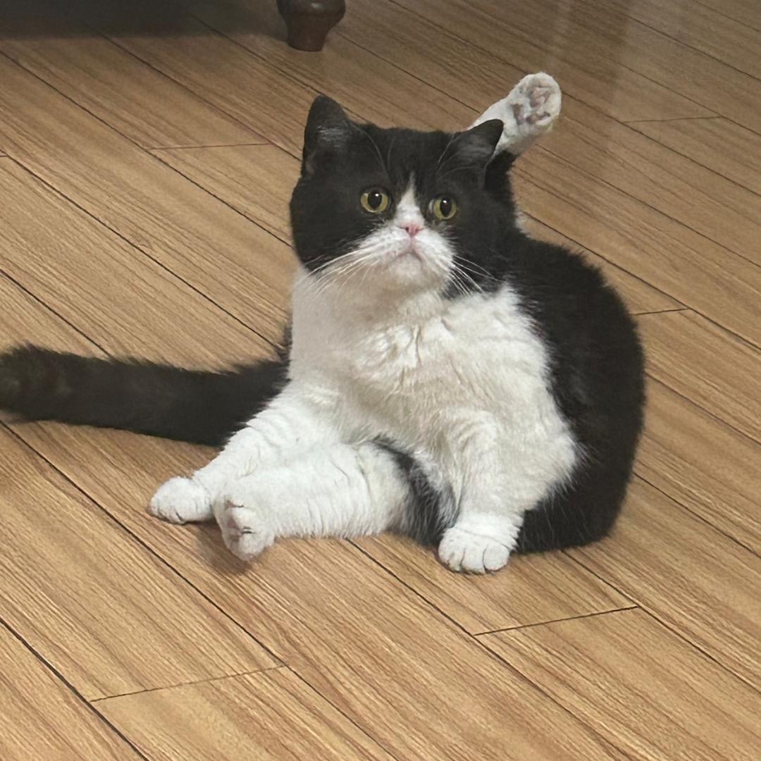 鼠鼠猫猫狗鸡