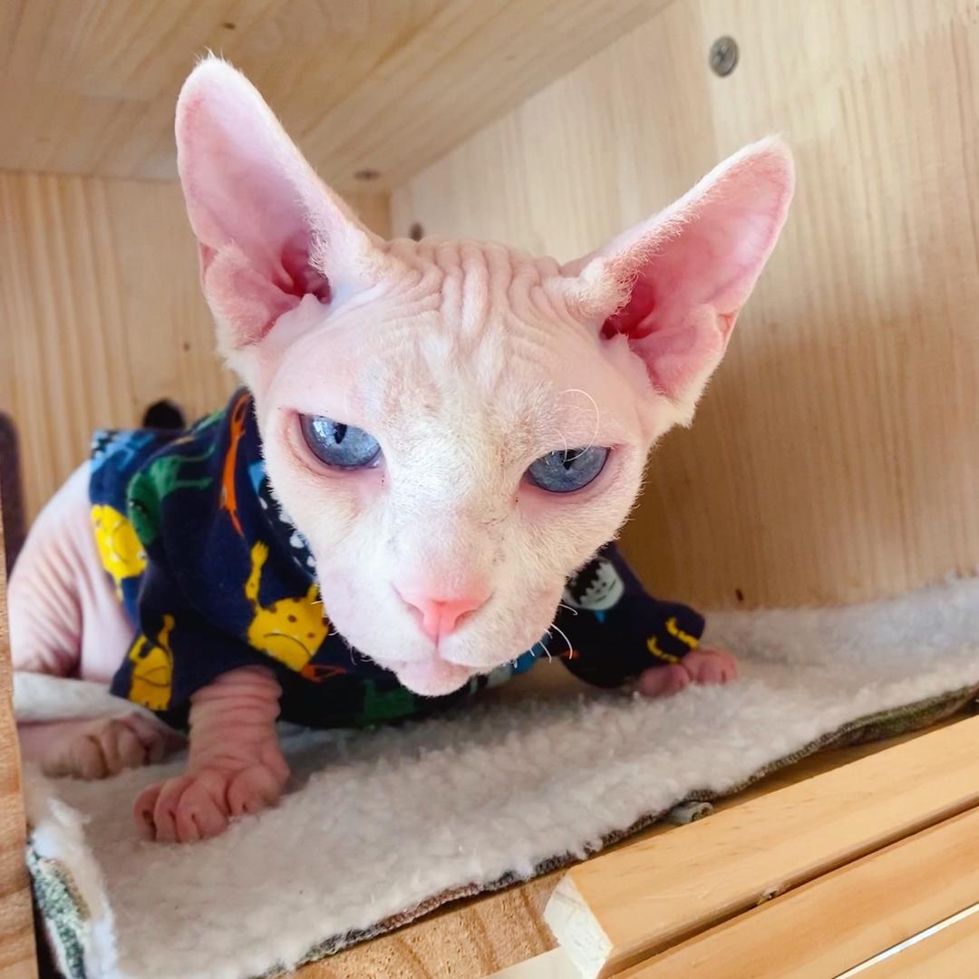无毛猫油桃