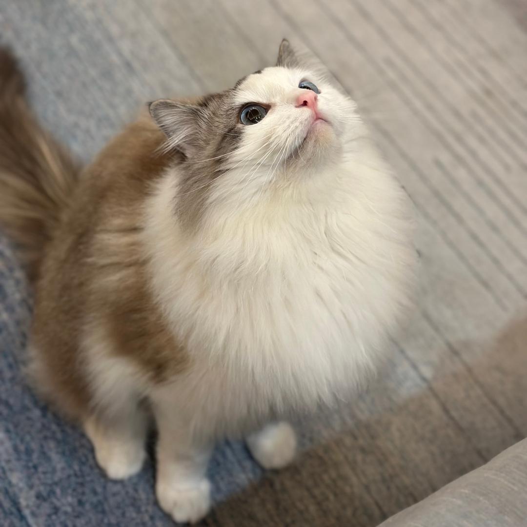 麻酱儿是我猫