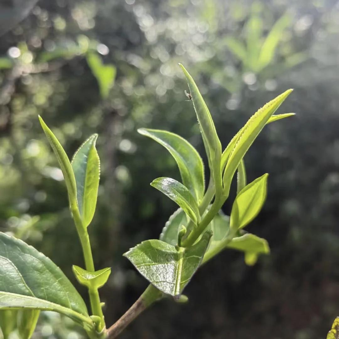 深圳老茶叶店