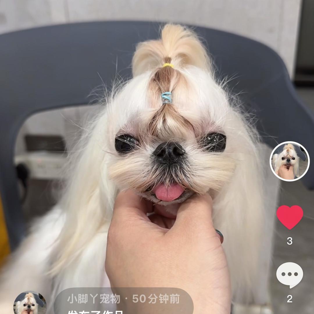 小脚丫宠物