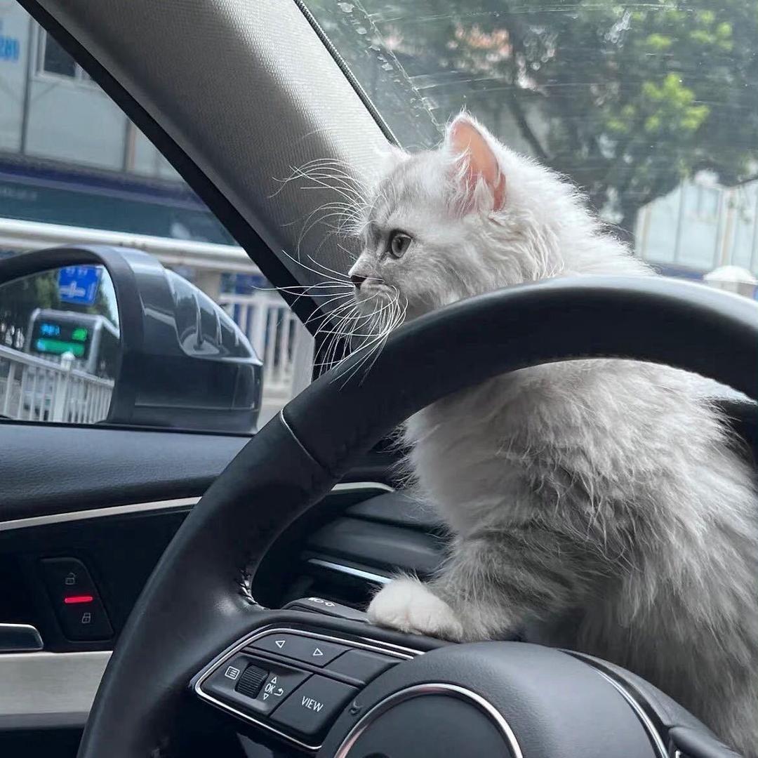 橙子味的橘子🍊