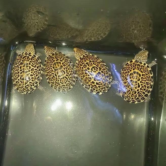 康康康