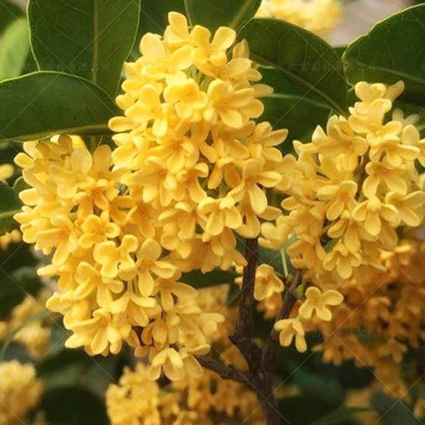 八月桂花香吗