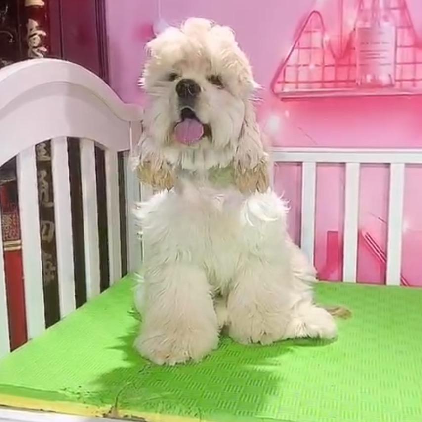 北京郝哥新脸版美卡