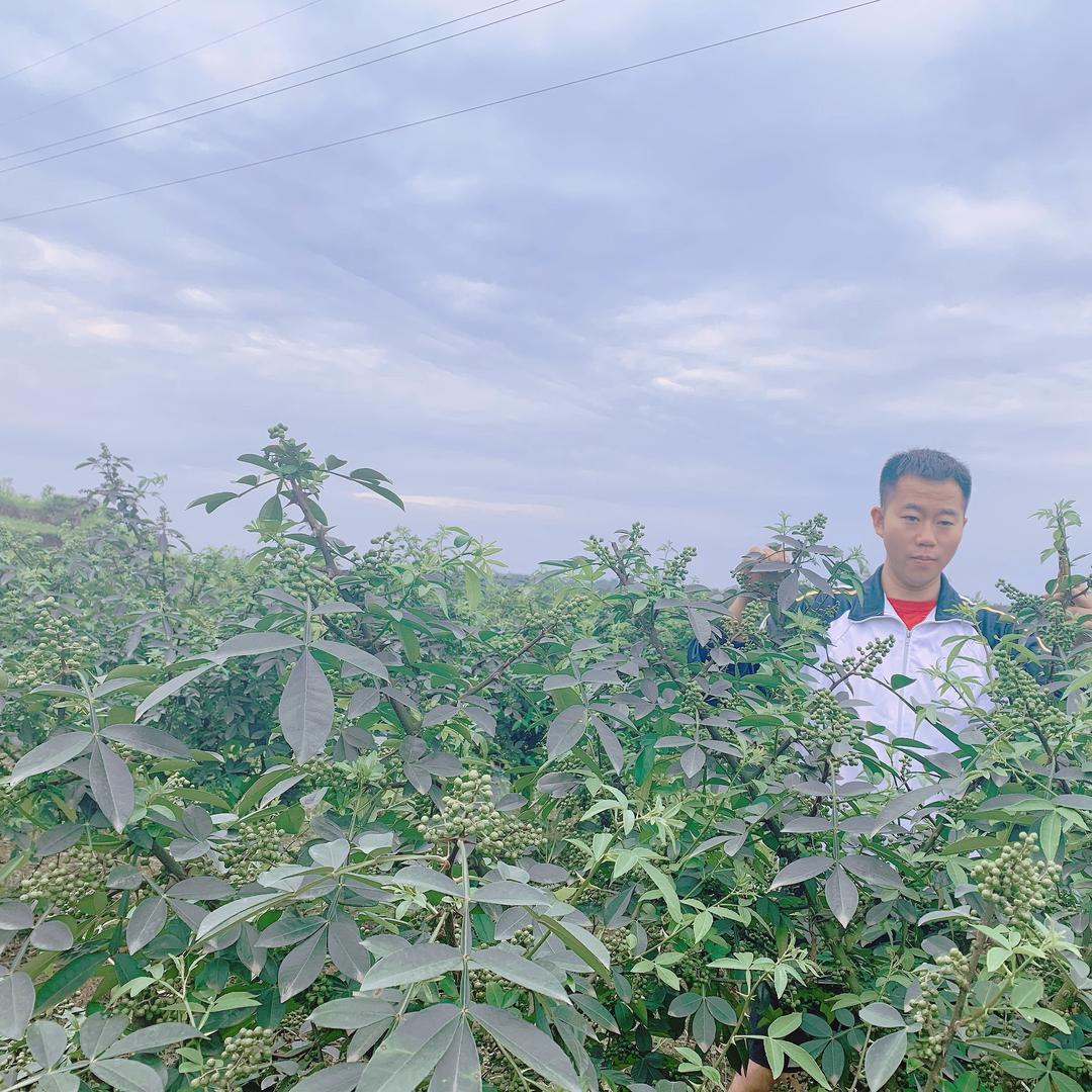 @四川（谢五哥）