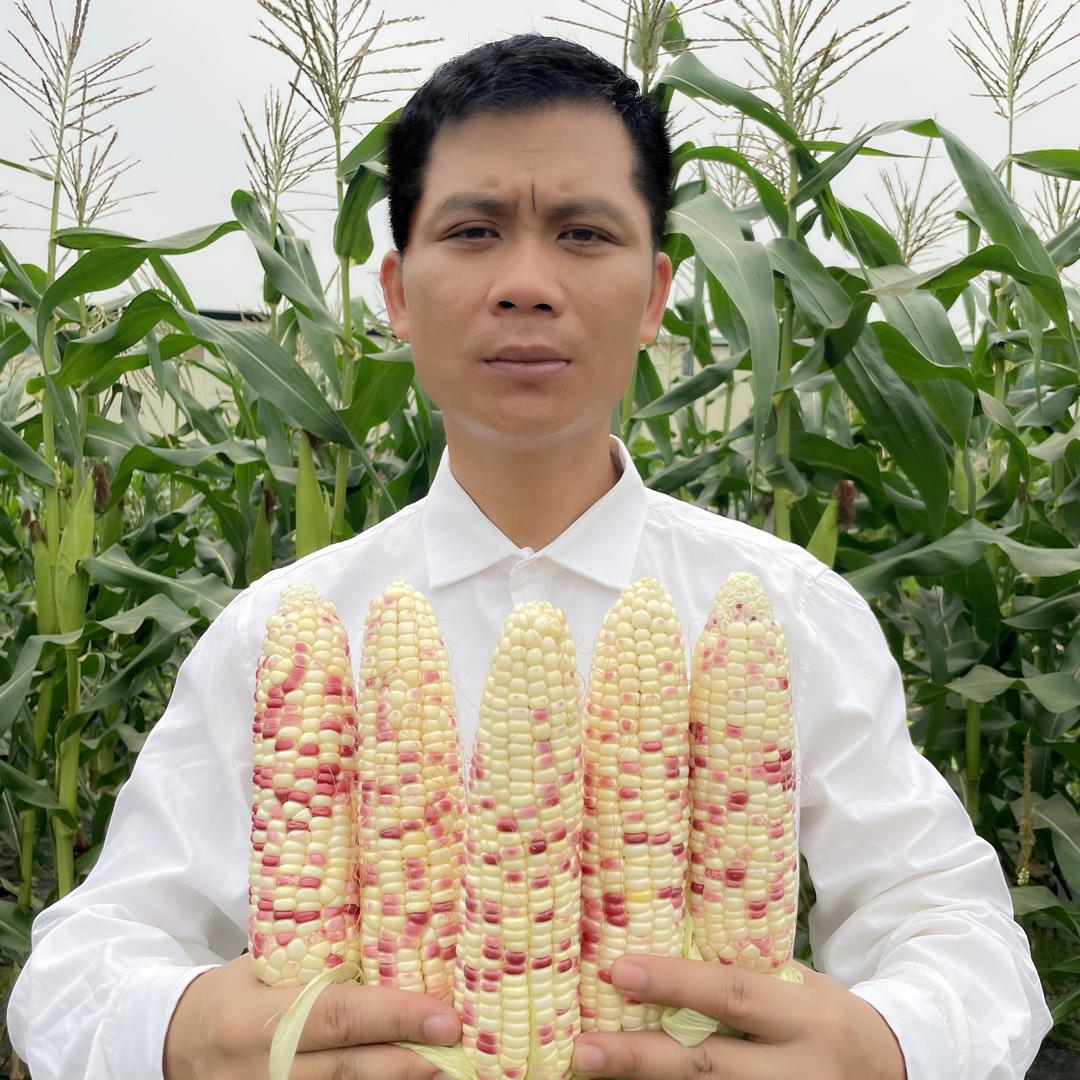 Tân爱吃玉米的天使