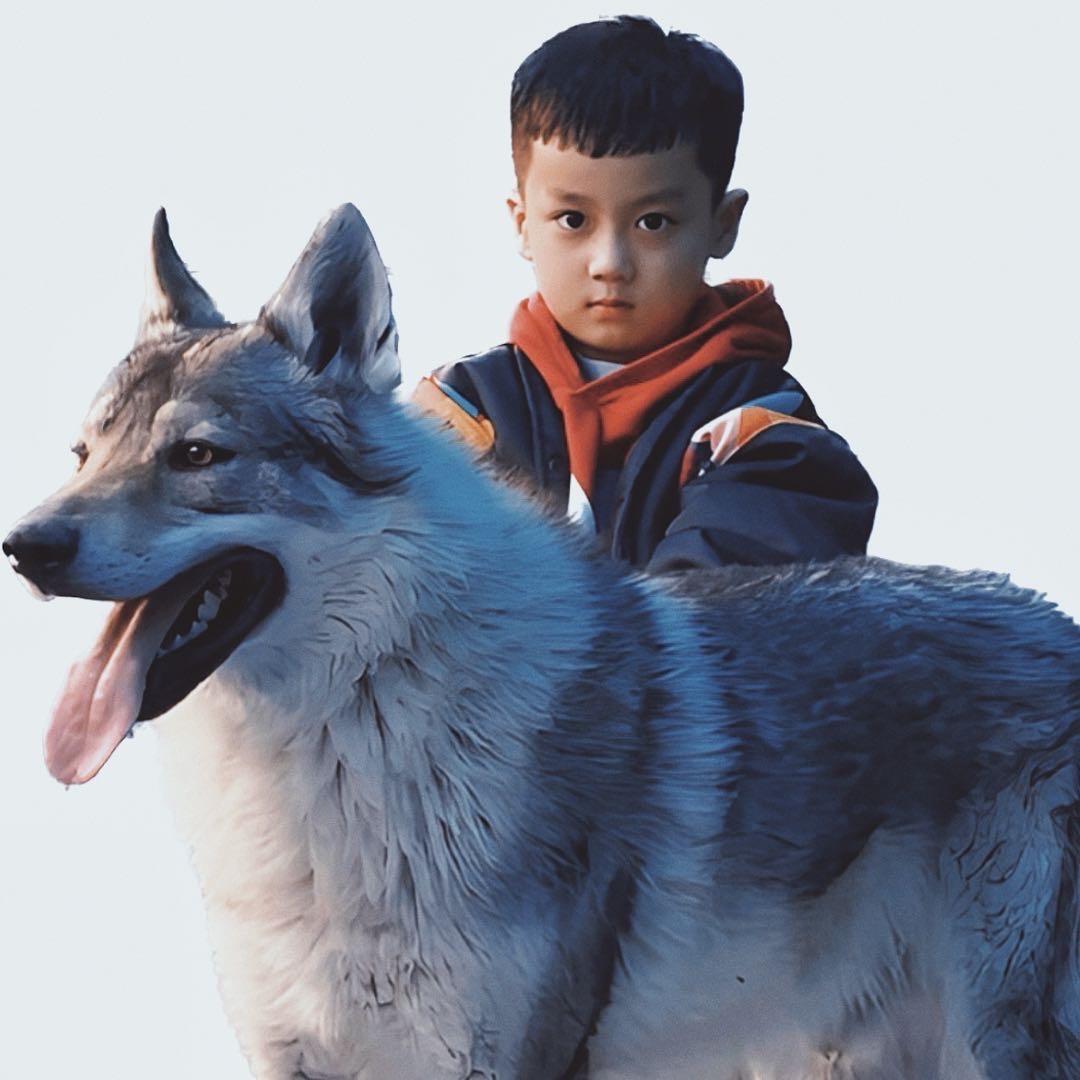 捷克狼犬饲养员-小满大辽犬舍宠物优品店