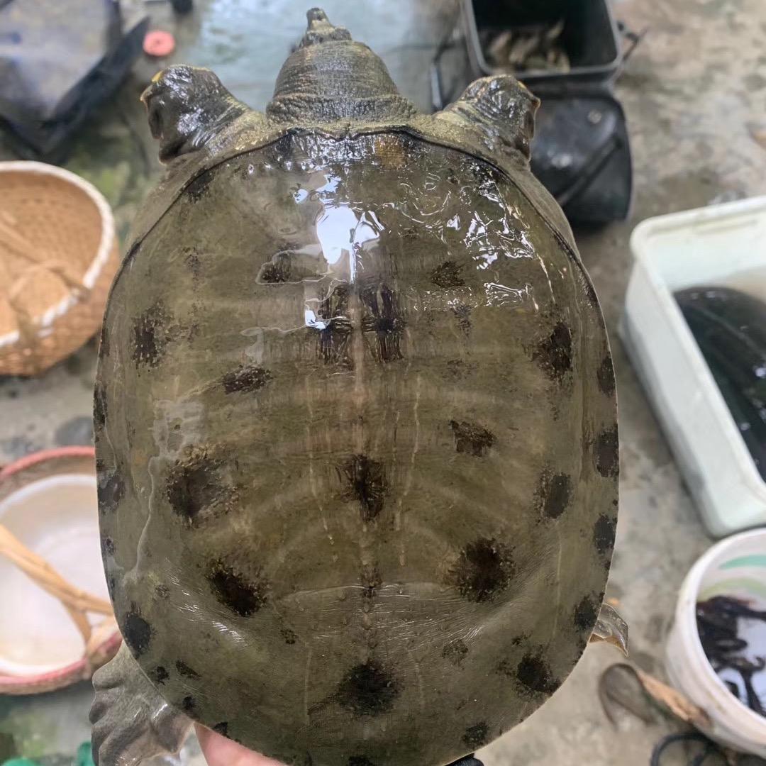 小葛户外−甲鱼猎手