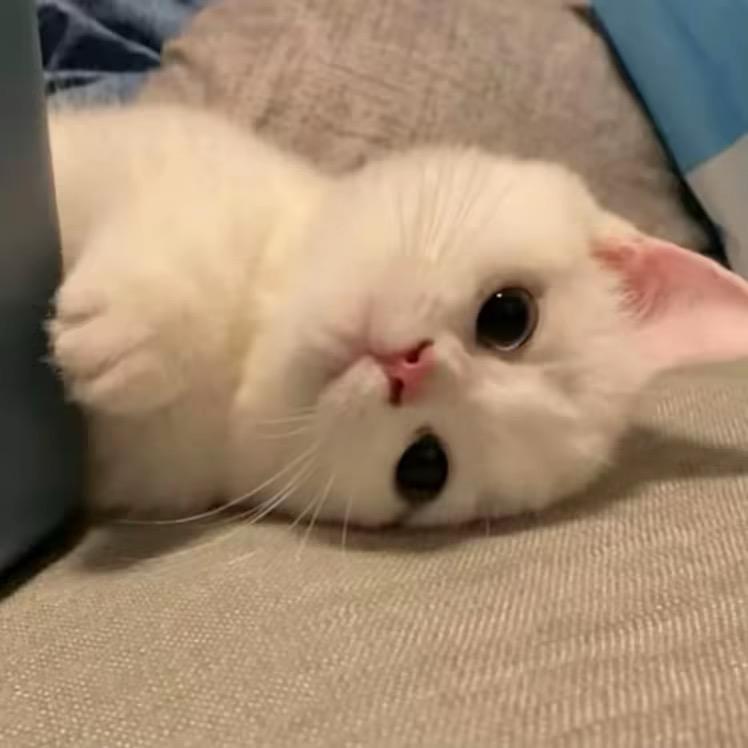 前任偷吃卖手机买tt.