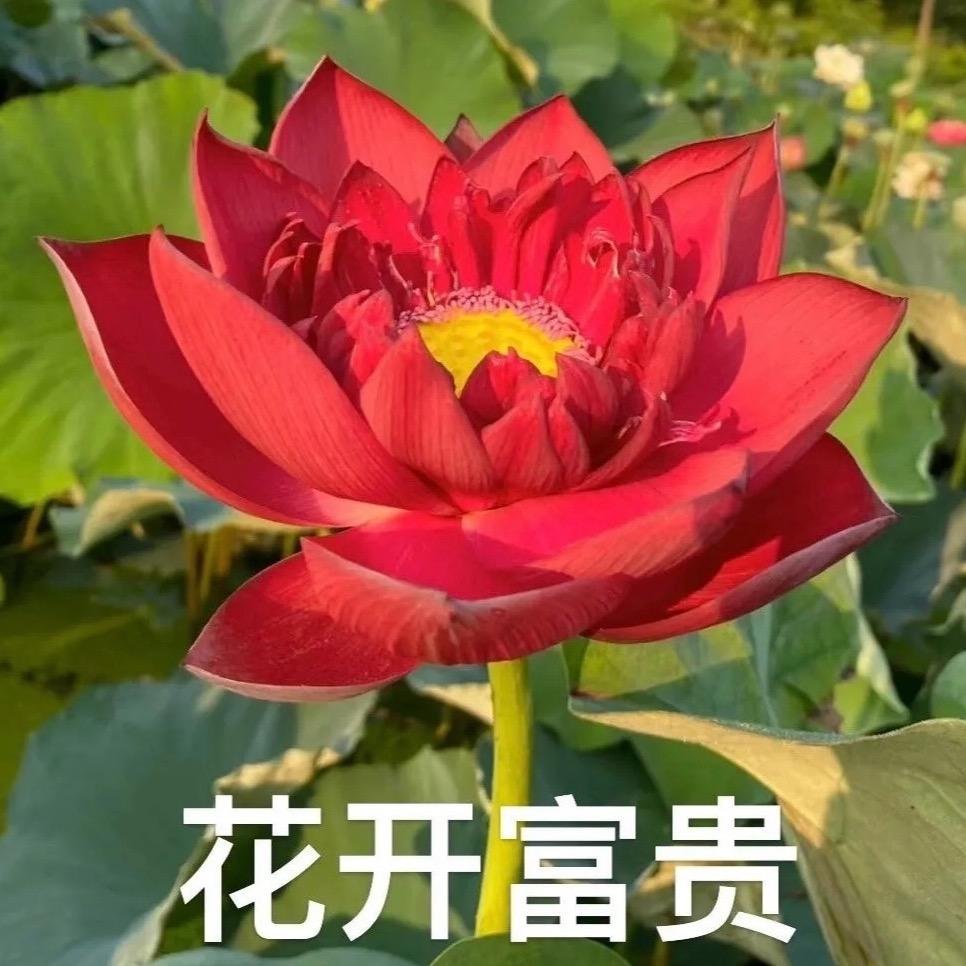 花开富贵AAA建材王姐
