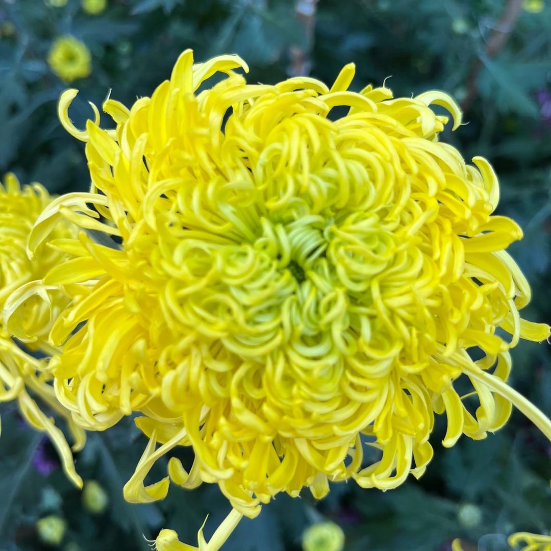 蜜糖果果