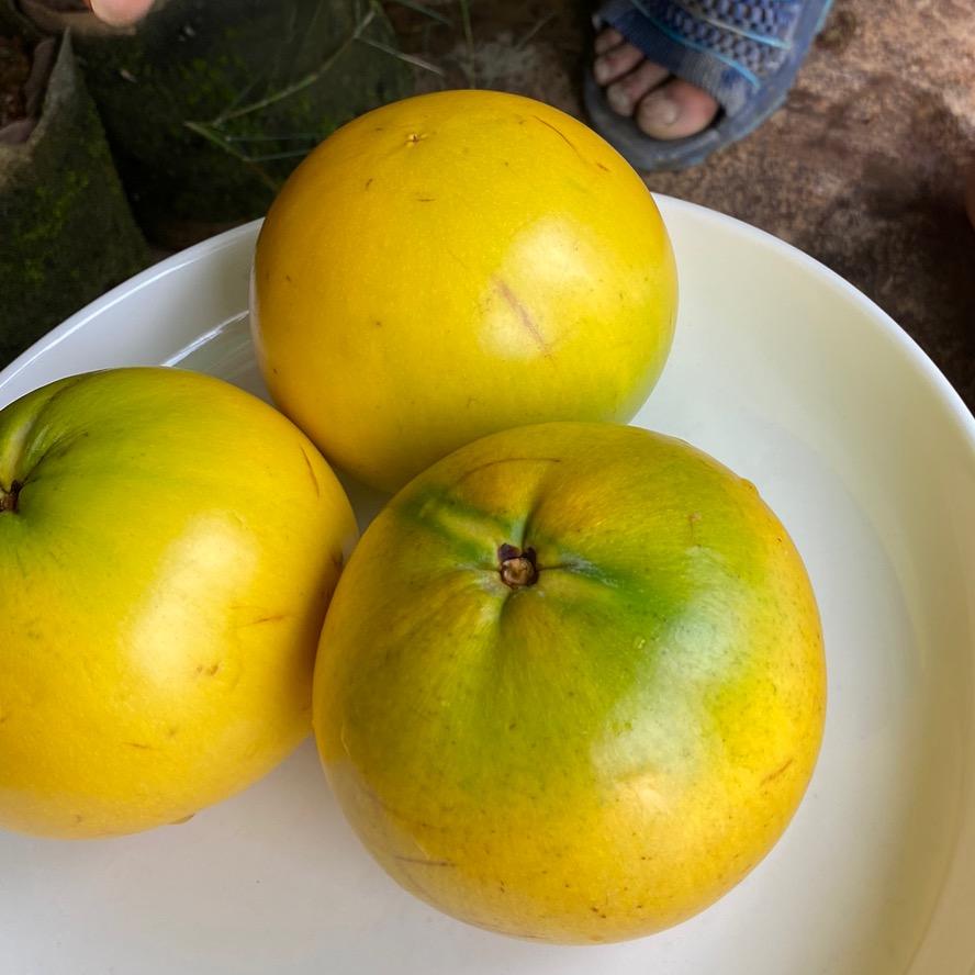果泳湾桂鸿杰果树苗木专卖店