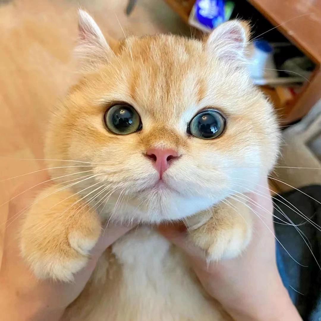 小优的猫猫