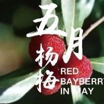 宜宾云顶农业有限公司五月杨梅
